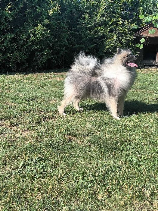 Szpic Wilczy - piesek