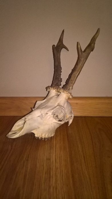 Bardzo ładne poroże, rogi, trofeum.