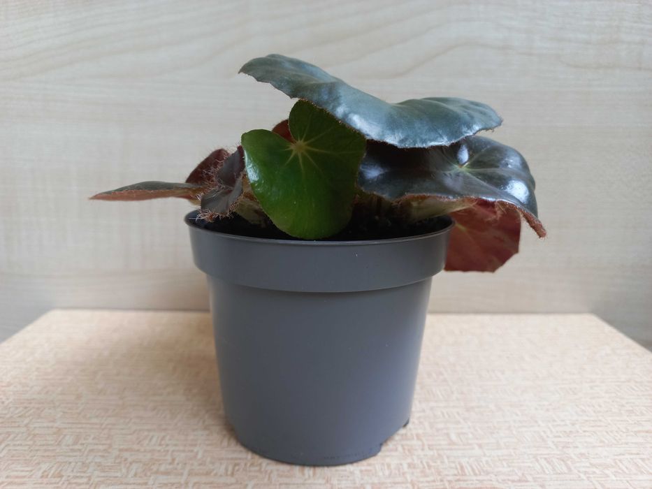 Бегония "Фиста", молодая розетка, 50 грн.