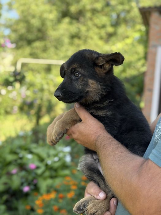 Цуценята німецької вівчарки