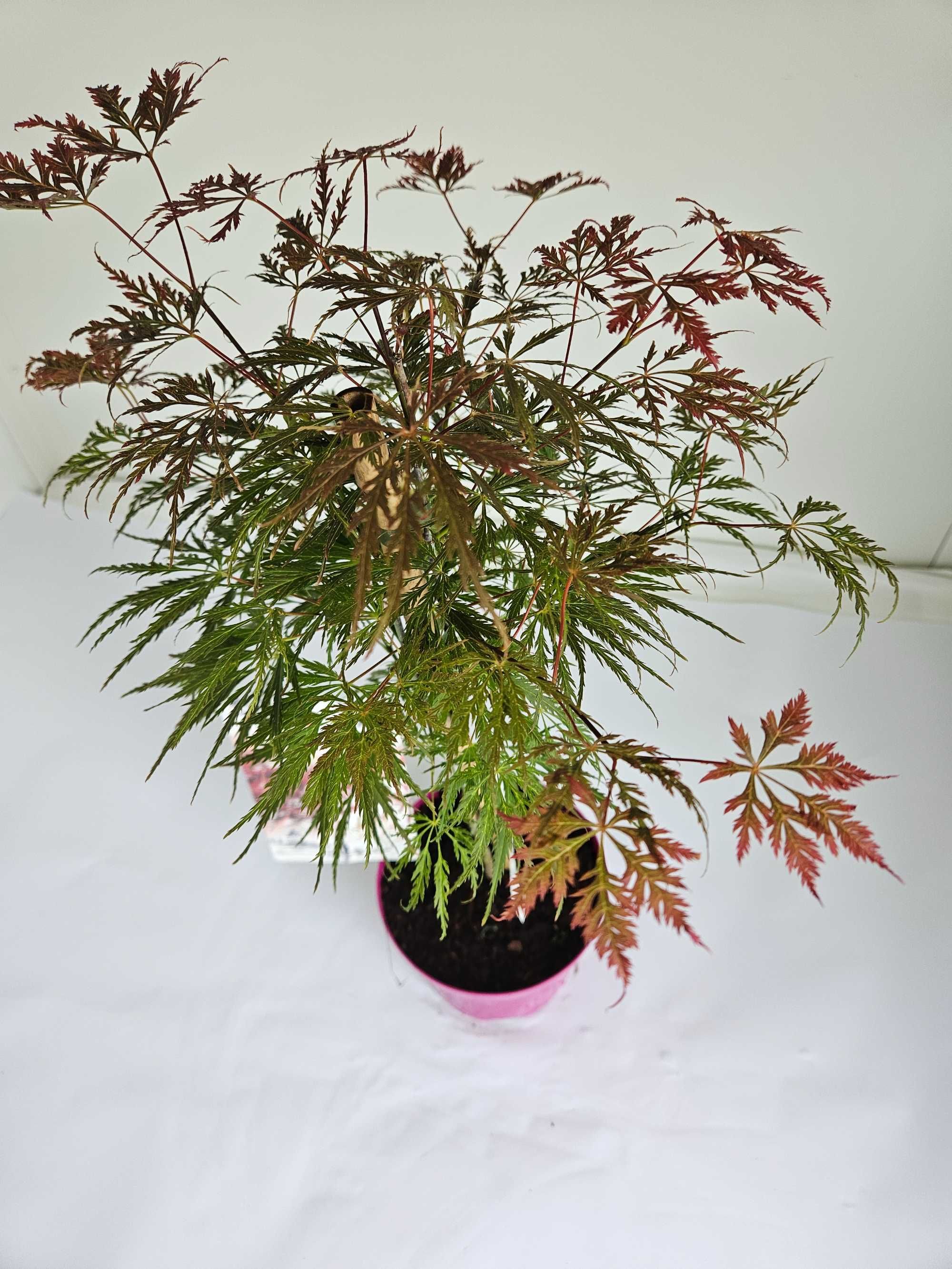 Klon Palmowy 'Emma' (Acer palmatum 'Emma')