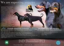 Doberman FCI-zapowiedź miotu