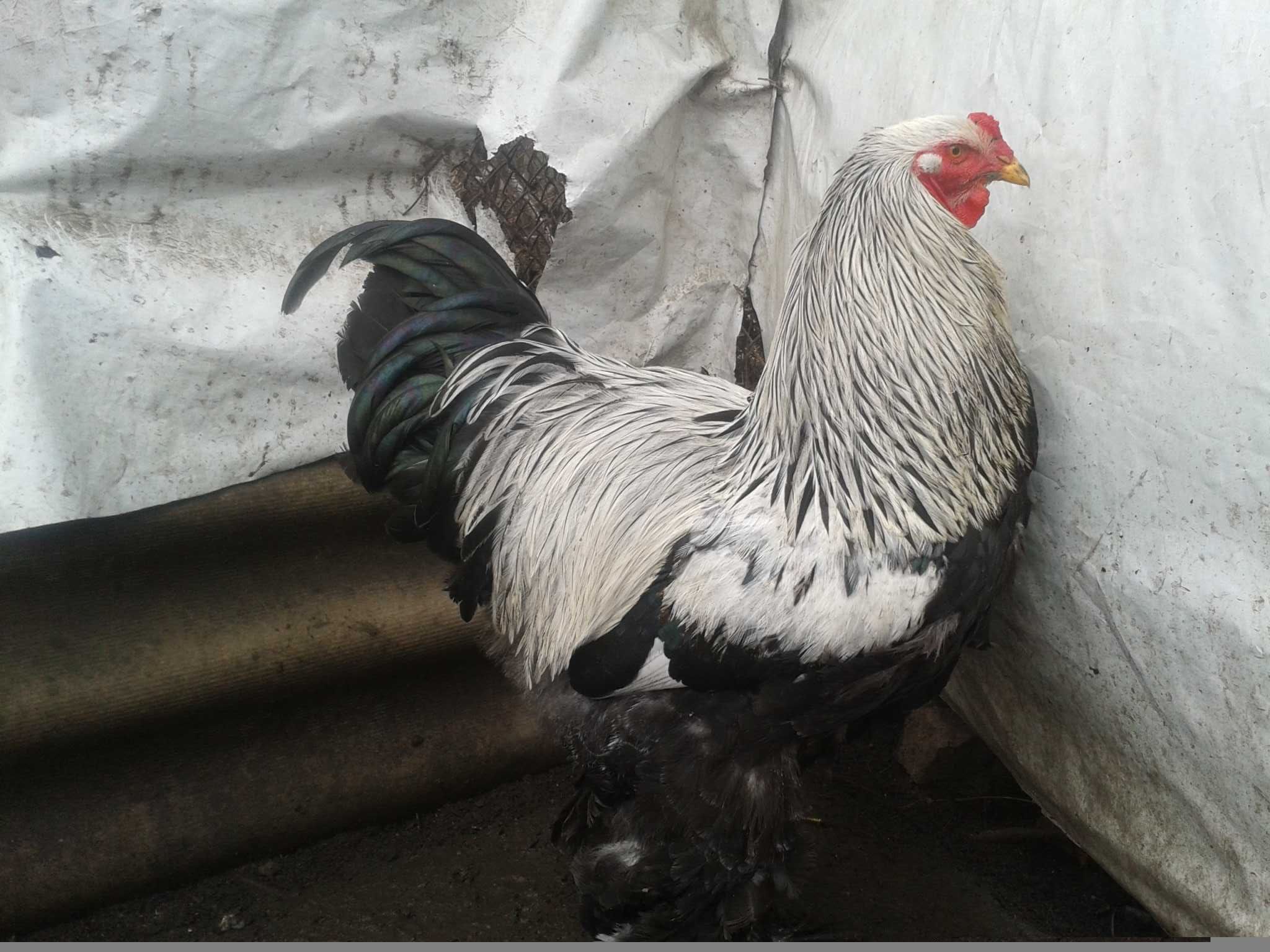Продам инкубационное яйцо от кур породы Брама Тёмная, Петухи.