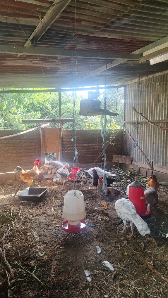 Perus e galos caseiros