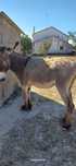 Burro Macho Inteiro