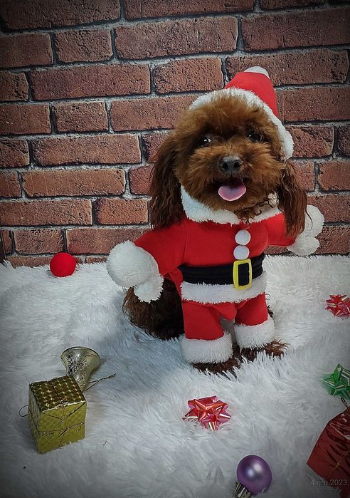 Pudel Toy Red-Brown Reproduktor