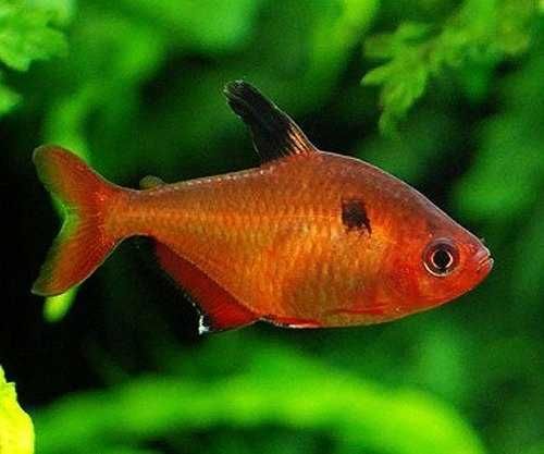 GB Minor, Bystrzyk Barwny | Pakiet 20-49szt. - dowóz ryb!