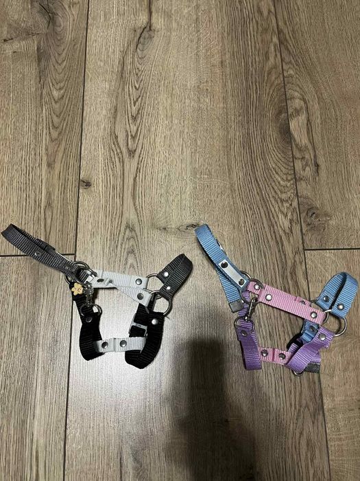 Kantar little horses