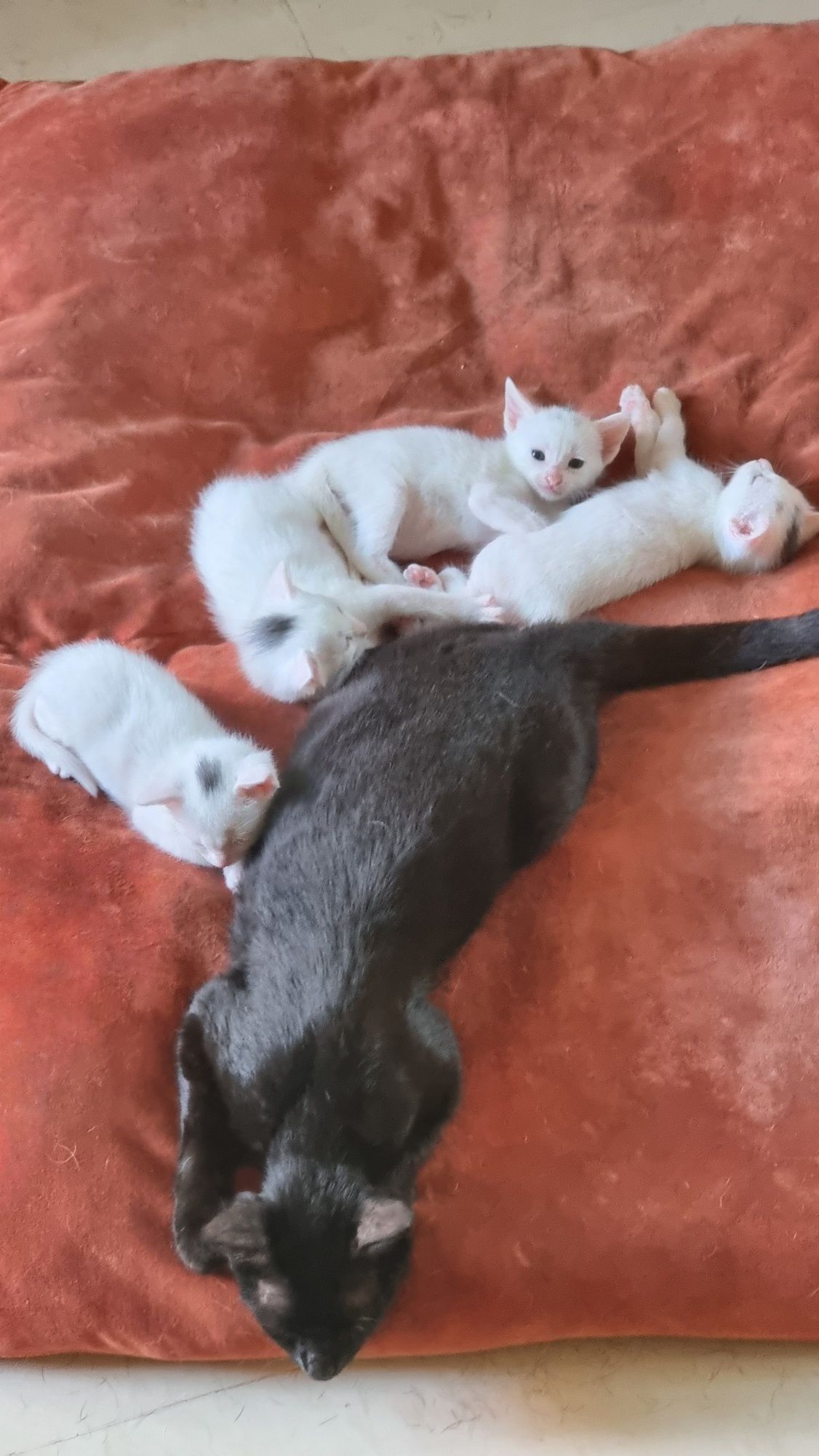 Lindos Gatinhos para Adoção Responsável