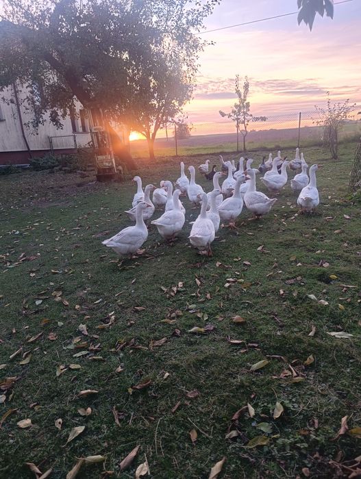 Sprzedam tuszki gęsi