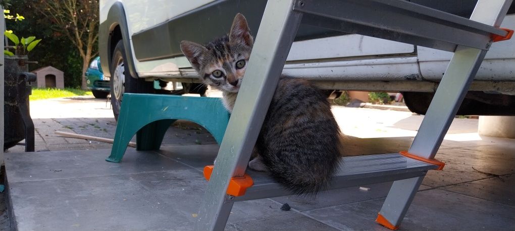 Gatinhos para adoção