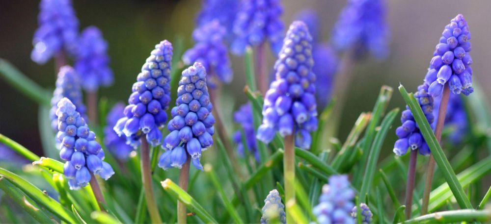 Мускарі або Мишачий гіацинт. Кущ