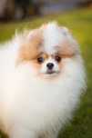 Przepiekny piesek pomeranian FCI