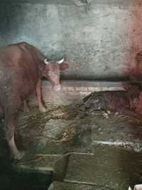 Корова, продам корову  3 отьол + теля 2 місяці,  Херсонська область (Н