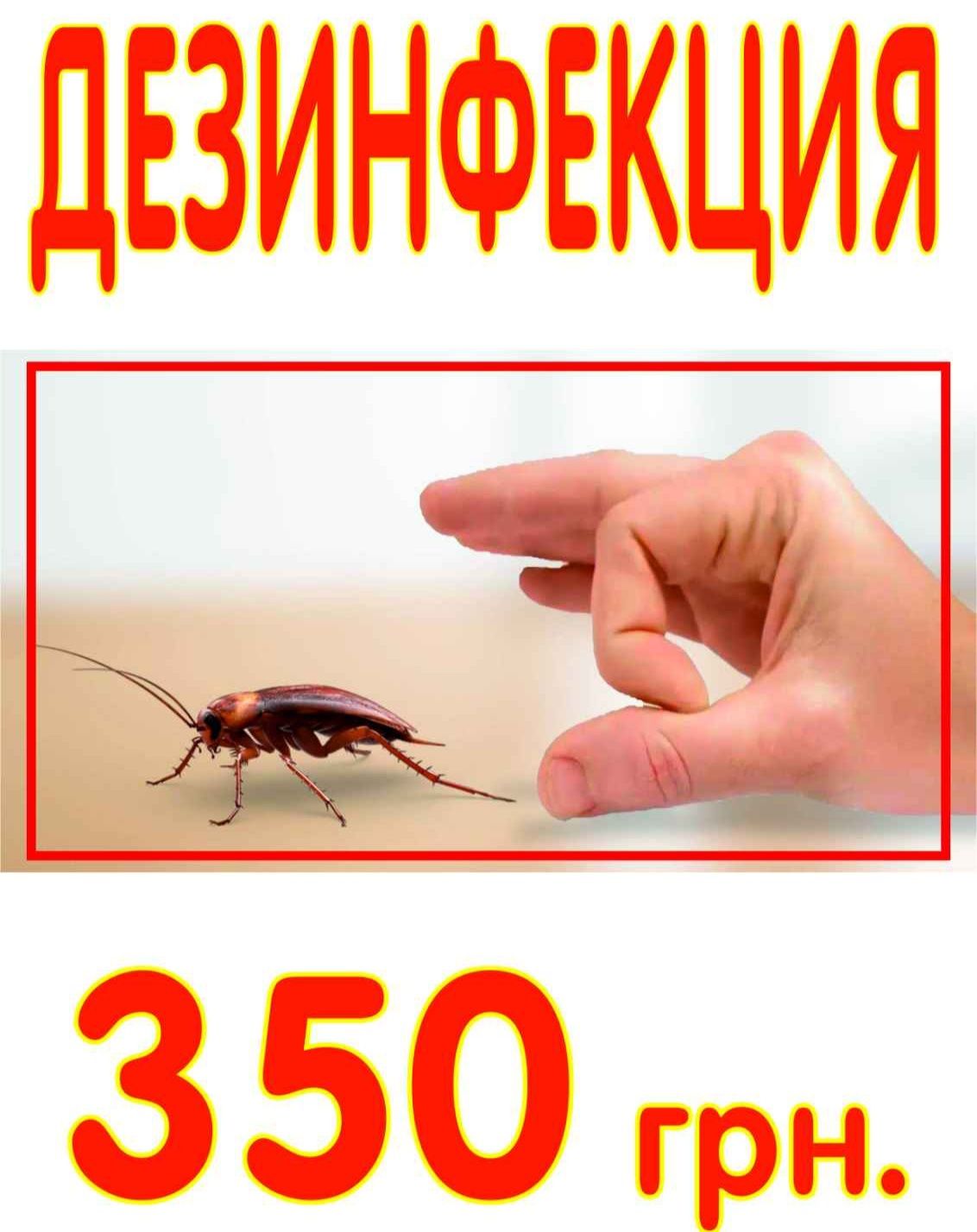 БЕЗ ЗАПАХА • Уничтожение Травля Тараканов Клопов Блох Уничтожить Ос