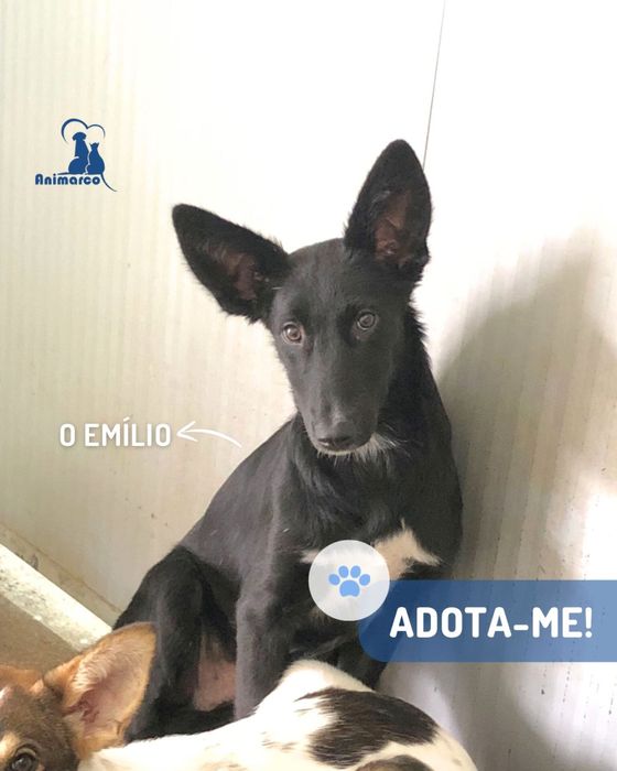 Emilio - cao jovem ficara porte medio- grande