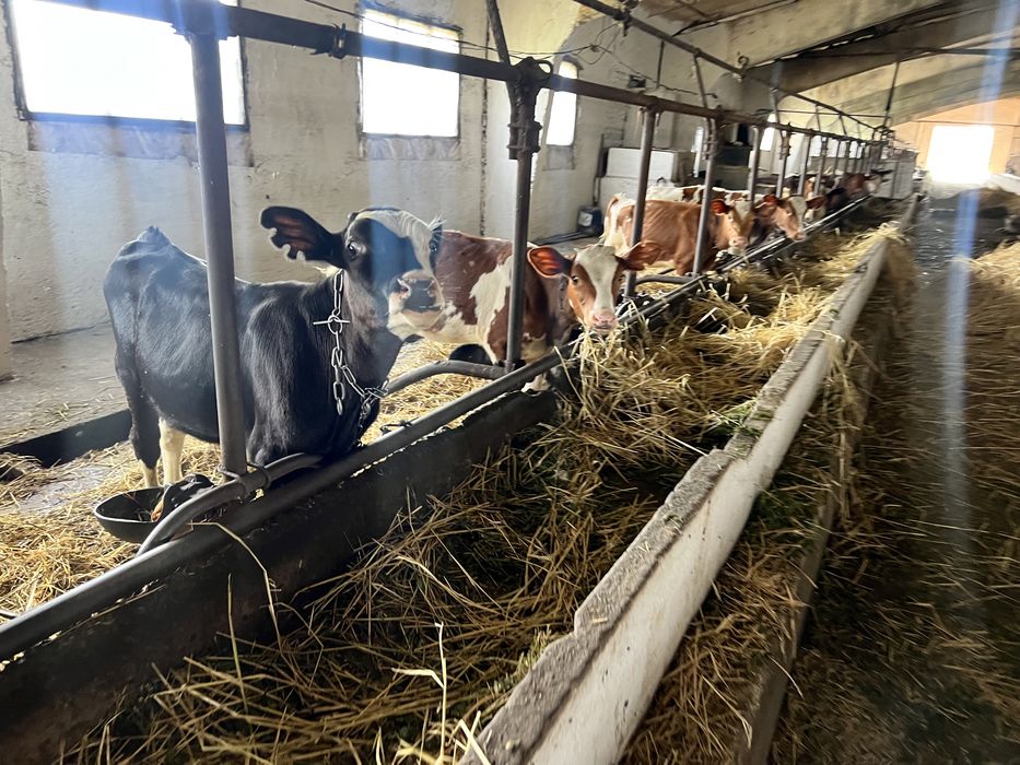 Бички телята