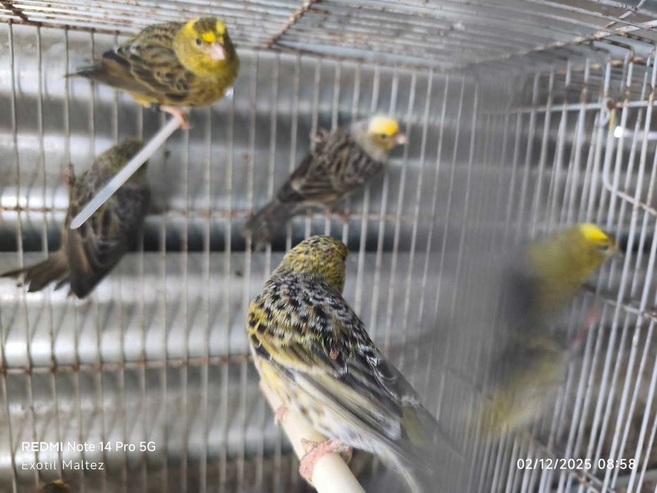 Canarios Lizard Entregas qualquer zona do pais