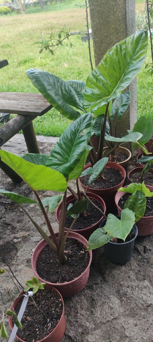 Alocasia macroriza , orelha de elefante