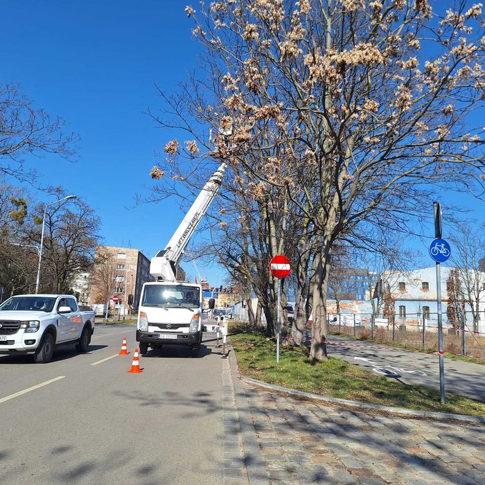 Wycinka pielęgnacja drzew ściąganie jemioły usuwanie posuszu podnośnik
