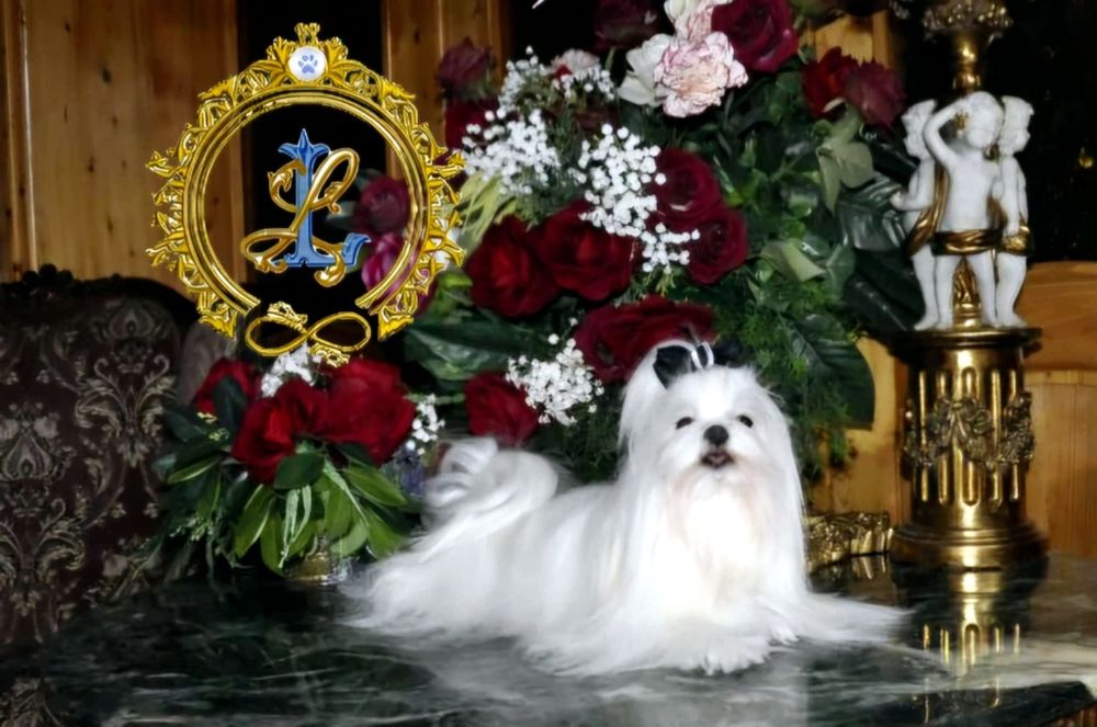 Maltańczyk suczka komplet szczepień