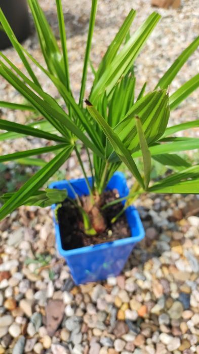 Trachycarpus Bułgaria