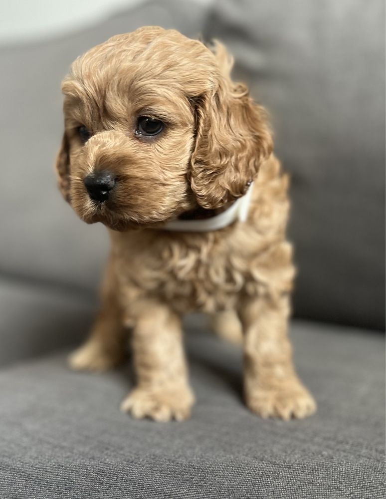 Słodka suczka American cockapoo - cocker & pudel