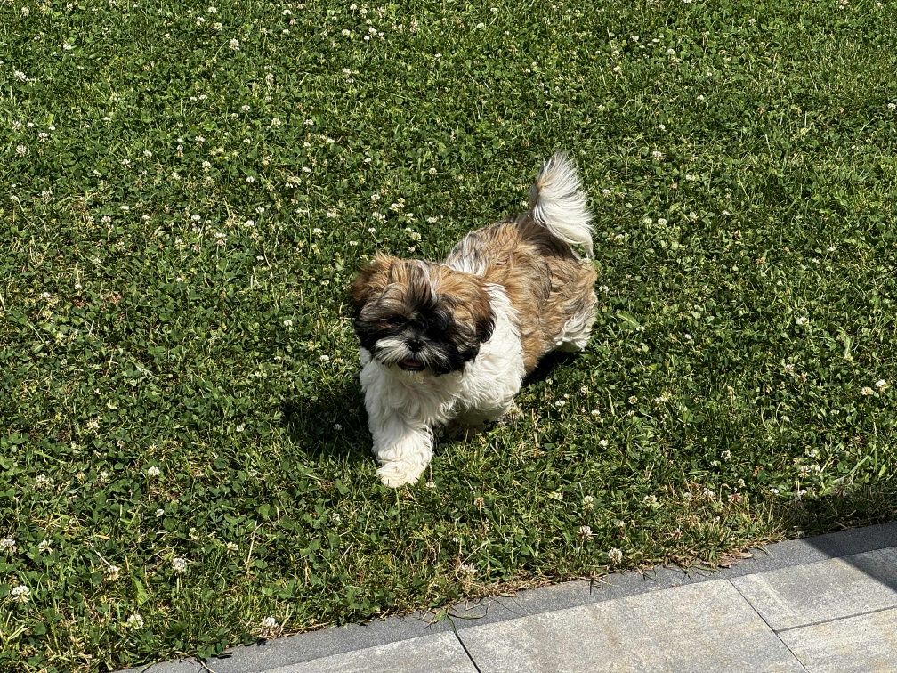 Szczeniak rasy shih tzu