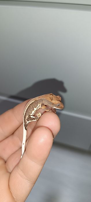 Gekon Orzęsiony młodziak