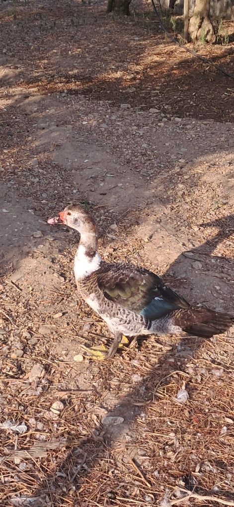 Patos mudos p/ venda