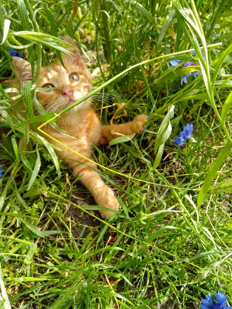 Кошеня в добрі руки