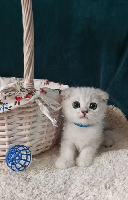 Котенок : Особистий сріблястий масажист .