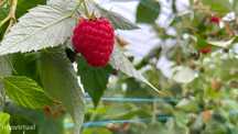 OPORTUNIDADE - Quinta produção Frutos Vermelhos
