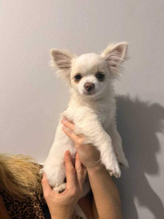 Chihuahua długowłosy , prześliczny piesek ZKwP