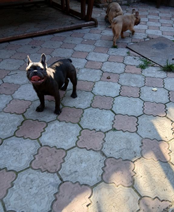 Две голубые девочки 12мес