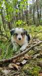 Border Collie suczka blue merle tricolor badania