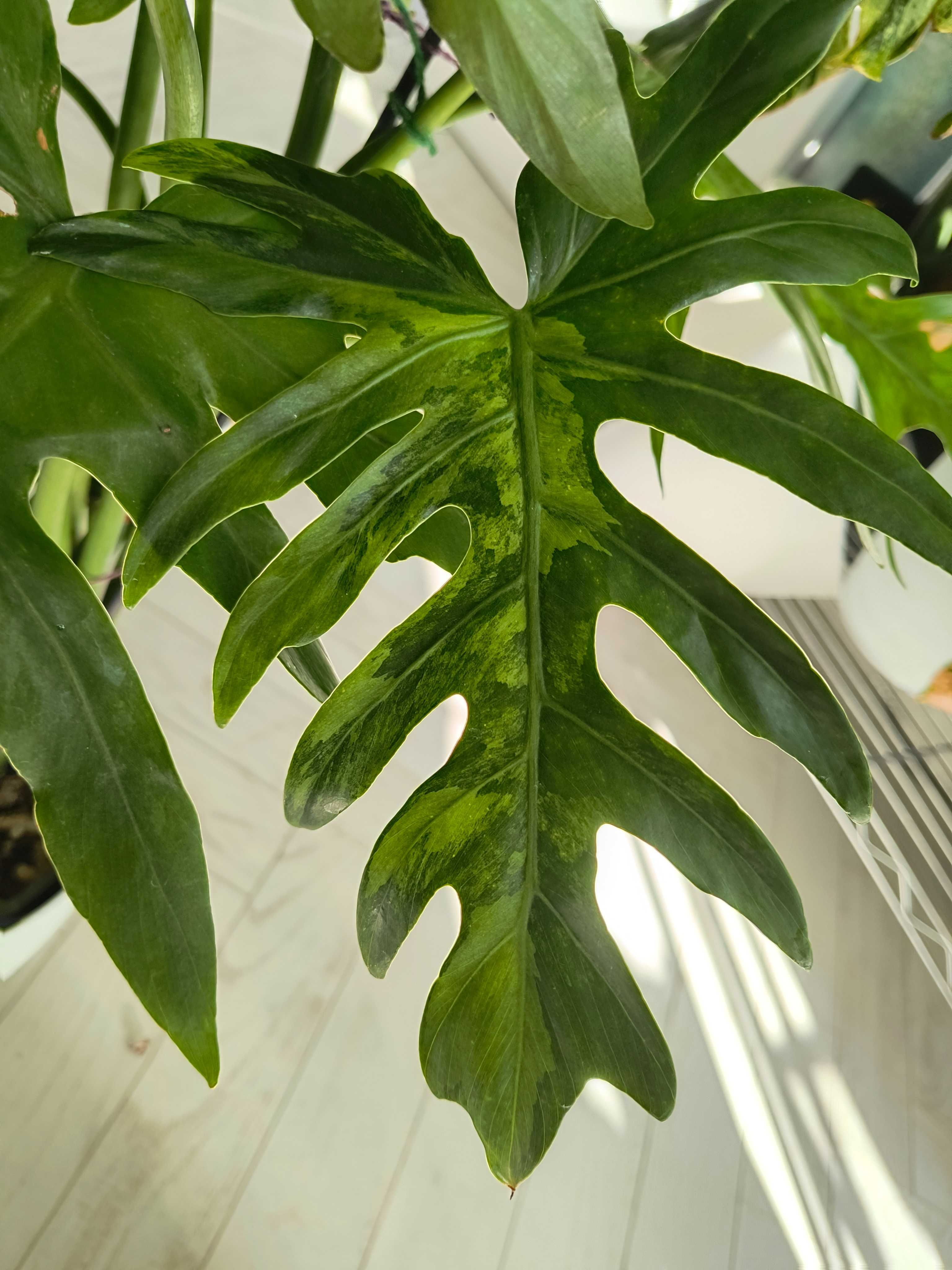 Philodendron Radiatum Variegata