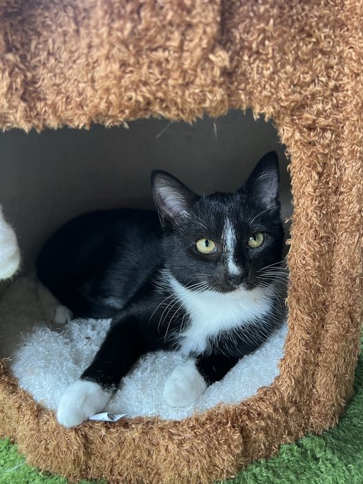 Oreo cudny młody kocurek do adopcji