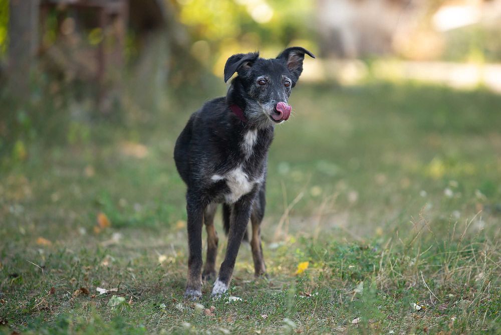 Віддам в добрі руки лагідну собаку Агірру.