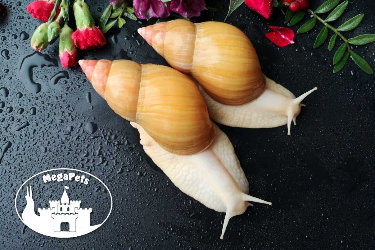 Lissachatina fulica rodatzi albino Ślimaki afrykańskie Achatina Sepia