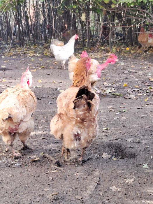 Куры мясом и живым весом