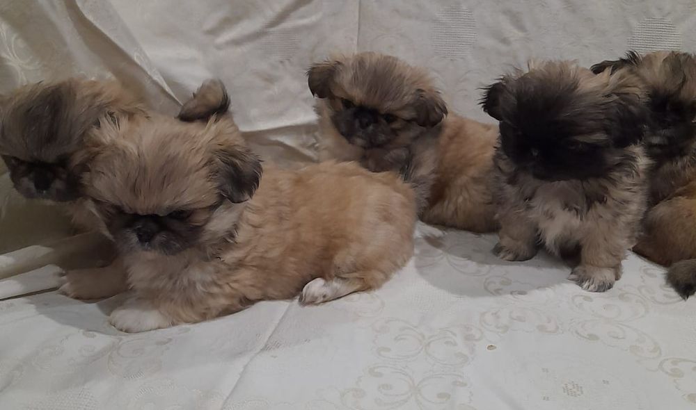 До продажу готові пекінеси