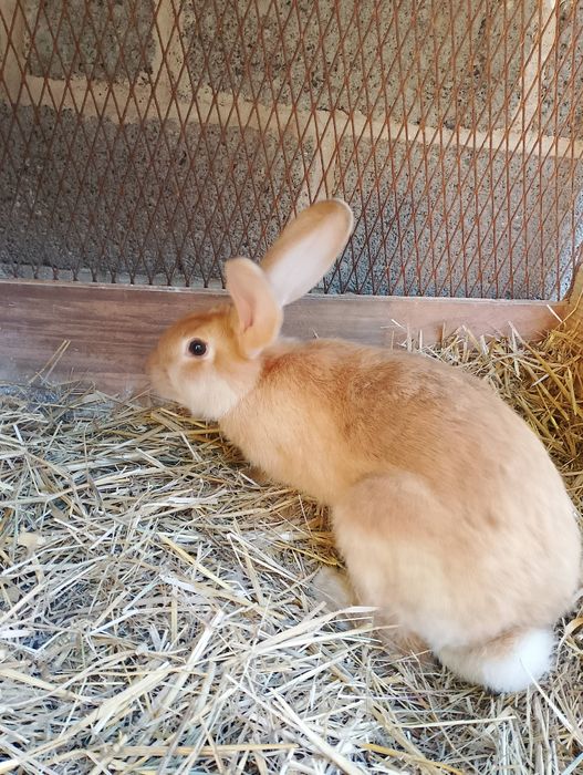 Królik samczka..