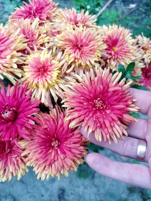 Продам хризантема стійка до морозів