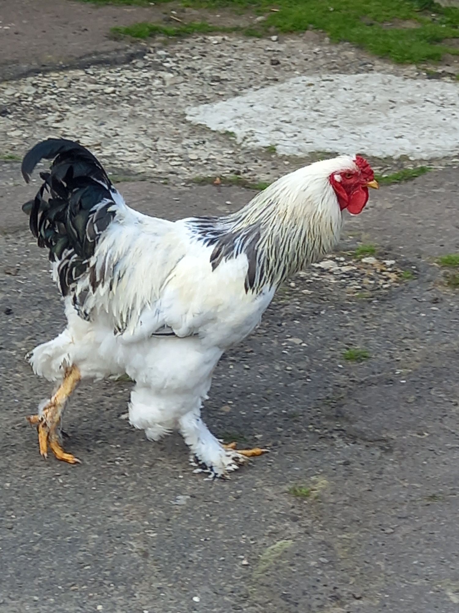 Кури брама          .