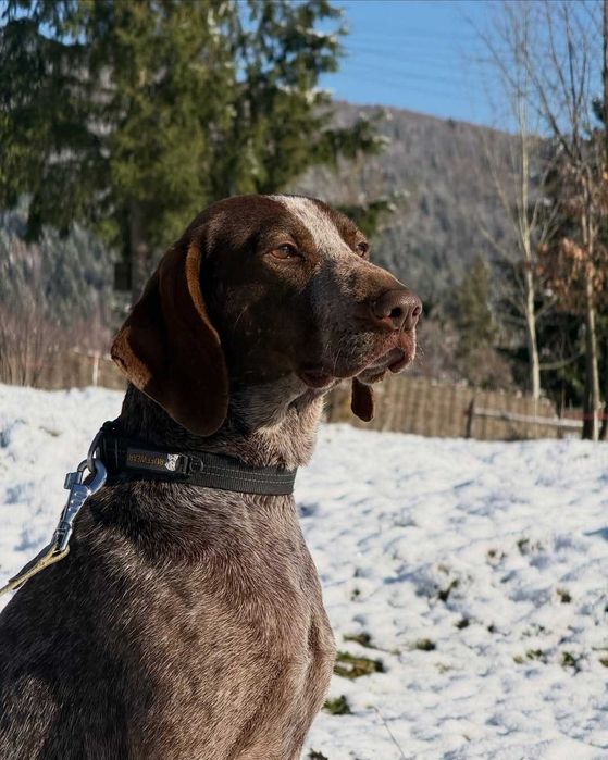 Айра, курцхаар, шукає дім