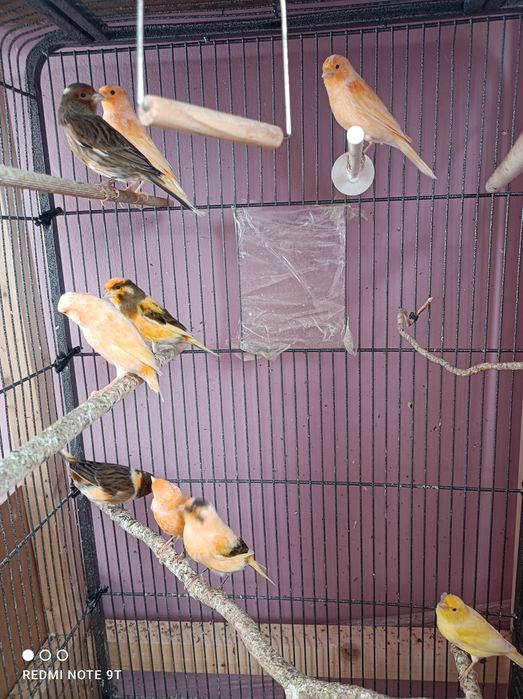 Kanarek samiec, Kanarki