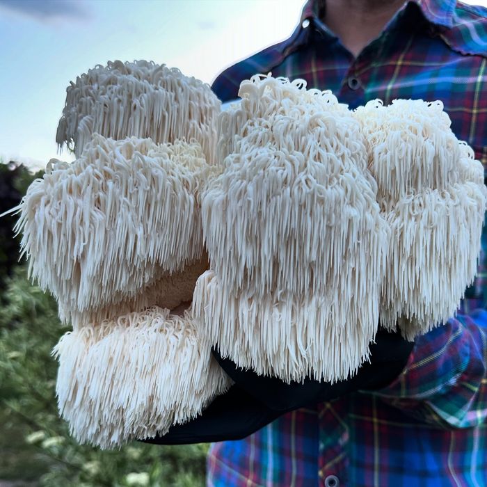 Soplówka Jeżowata  Growkit do domowej samodzielnej uprawy lions mane