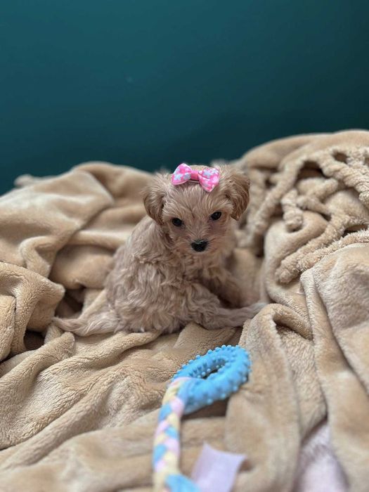 Suczka Maltipoo F1b