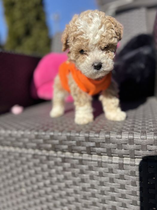 Мальтипу  цуцики